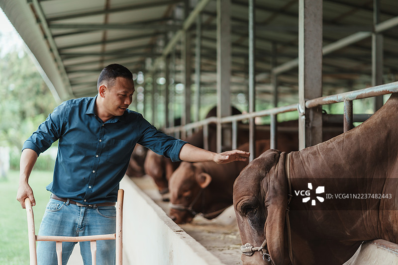 种牛护理——农夫在有遮盖的牛棚里，于饲料槽旁拍打种牛，以进行福利和营养管理。图片素材