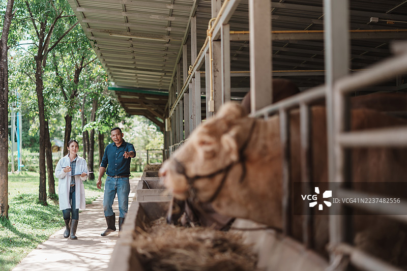 兽医在种牛场检查种牛，以进行牲畜护理和繁殖管理图片素材