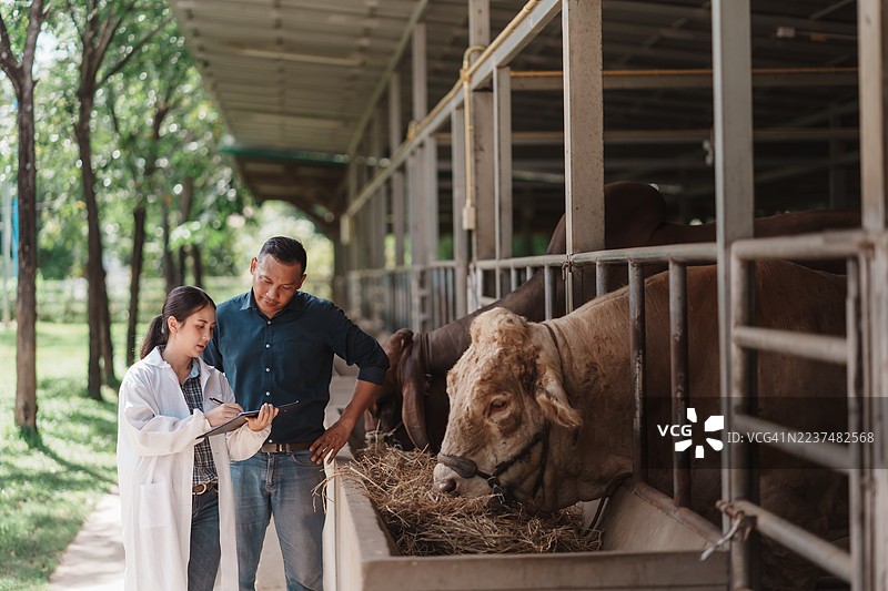兽医在种牛场检查种公牛，以进行牛遗传和繁殖计划图片素材