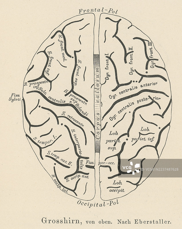 上面看到的，人脑的老式雕刻插图图片素材