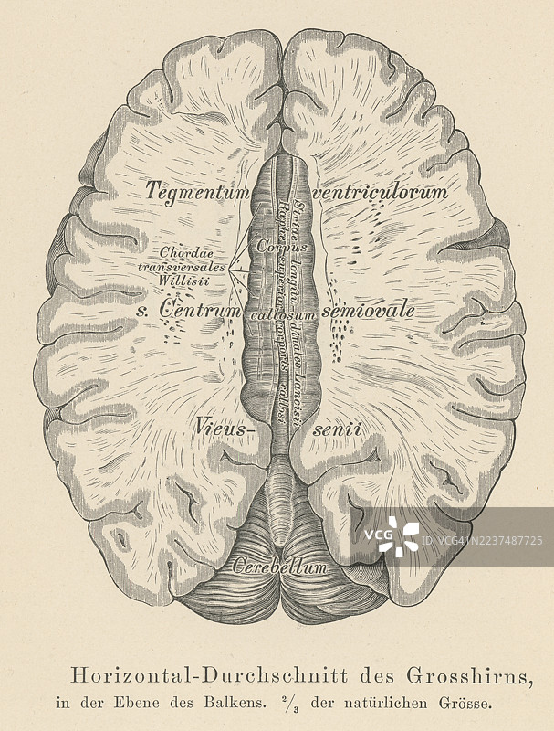 大脑横截面的旧雕刻插图图片素材