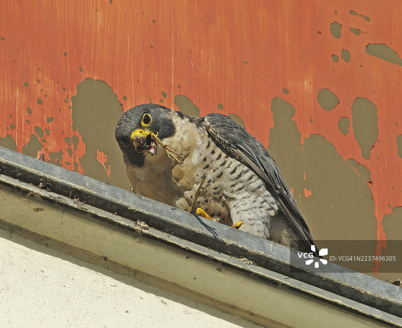 游隼 [Falco peregrinus]图片素材