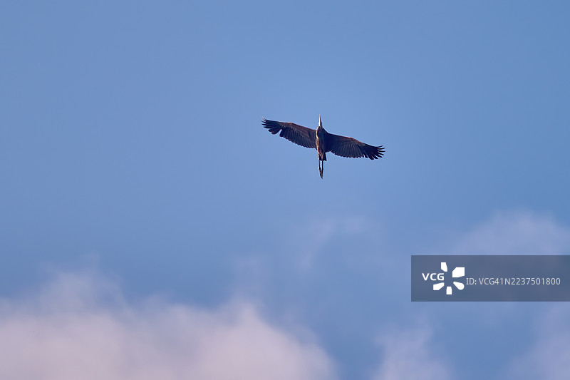 一只苍鹭在晴朗的天空中高高翱翔，从下方拍摄，翅膀完全展开。图片素材