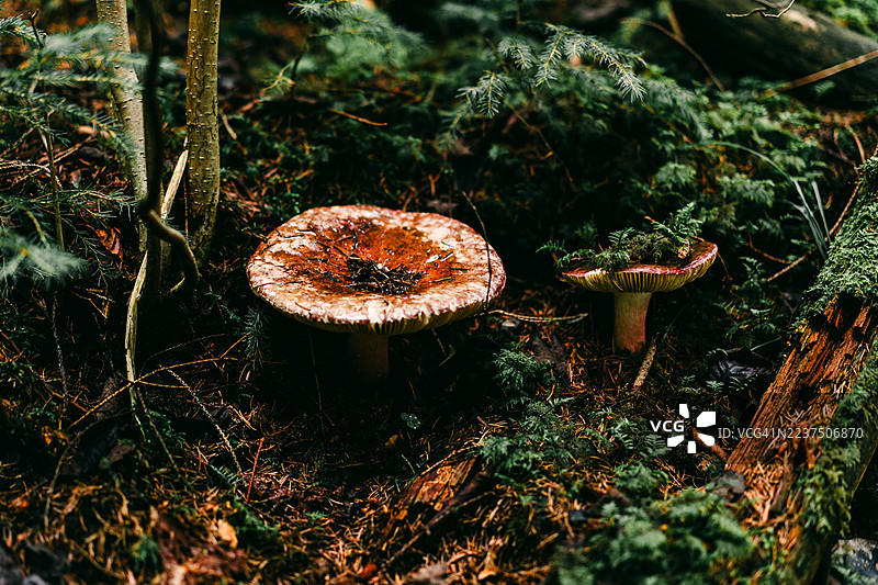 湿润森林氛围中的苔藓覆盖的地面上的蘑菇图片素材