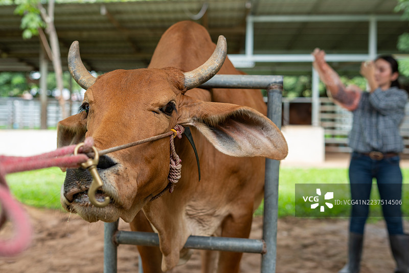 母牛被约束接受兽医检查，背景中有一名女兽医图片素材