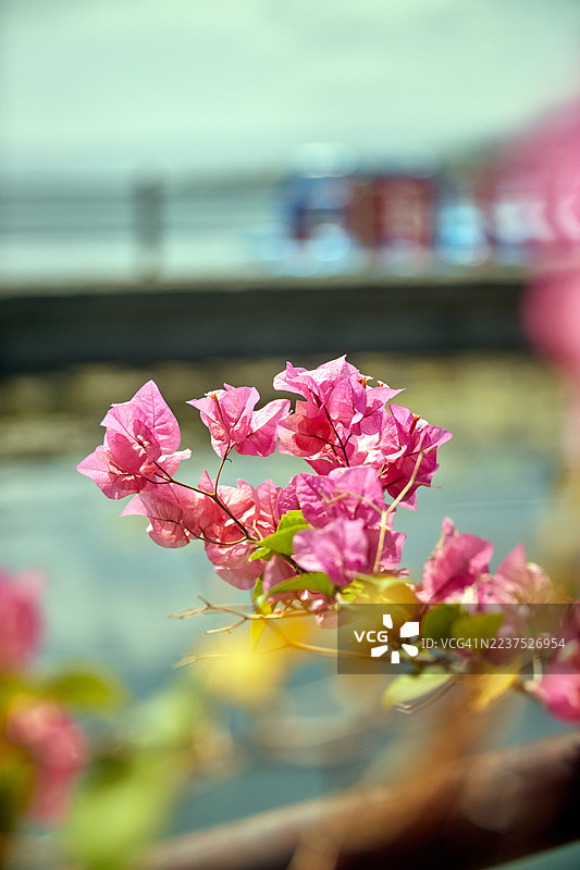 鲜艳的粉色九重葛花朵与绿色叶子特写。图片素材