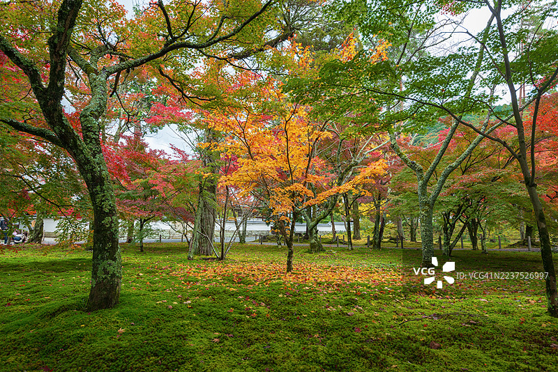 秋季时节，京都的美丽公园周围风景如画，树叶变色，吸引了众多游客。图片素材