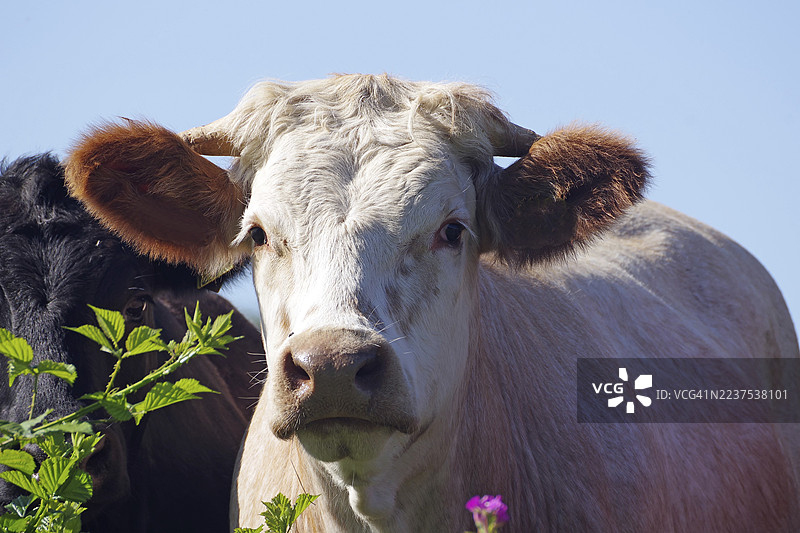 苏格兰，联合王国，阿伯丁郡，牧场里一头好奇的牛，周围有花朵和绿色的背景图片素材