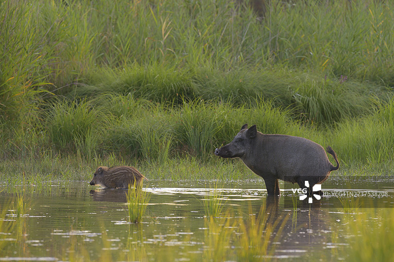 野猪（Sus scrofa），新鲜的野猪，站立，排尿，水，河岸森林，下奥地利图片素材
