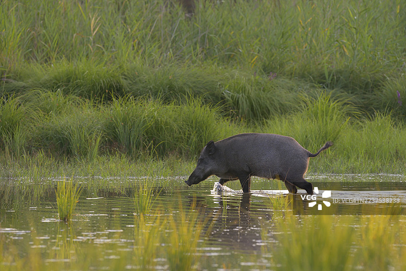 野猪（Sus scrofa）在下奥地利的河岸森林中行走，靠近水源。图片素材
