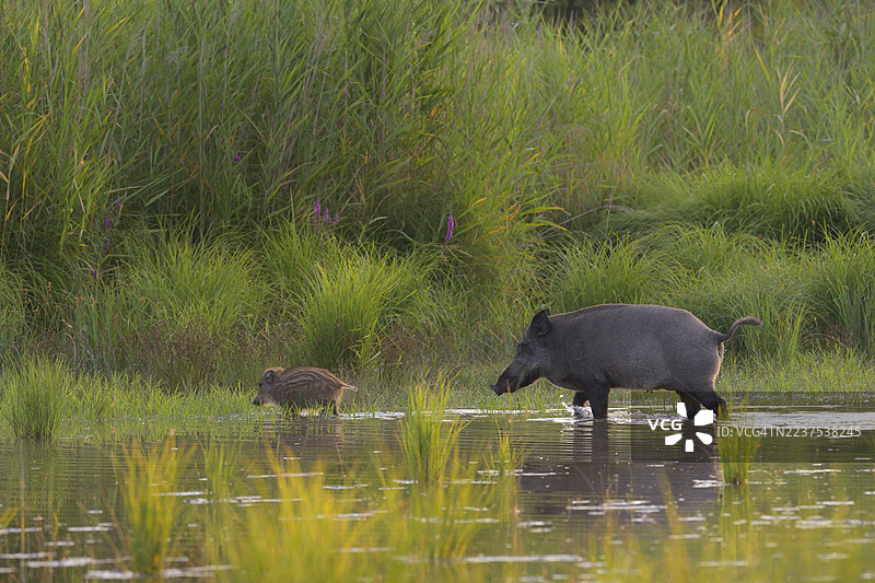 野猪（Sus scrofa），新鲜的野猪，行走，水，河岸森林，下奥地利图片素材