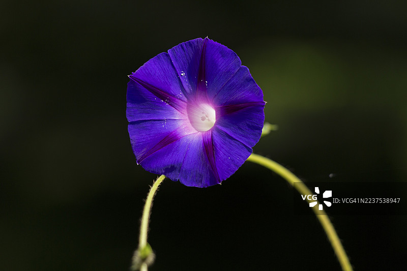 德国下萨克森州施弗尔森玫瑰园的斑蝥（矮牵牛）花图片素材