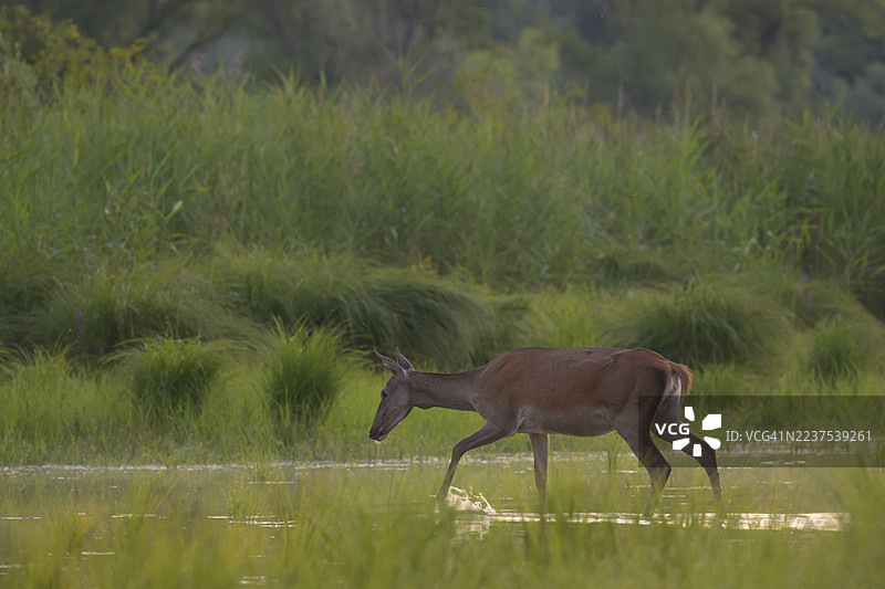 欧洲赤鹿（Cervus elaphus）在水中行走，背景为河岸森林，地点位于下奥地利州。图片素材