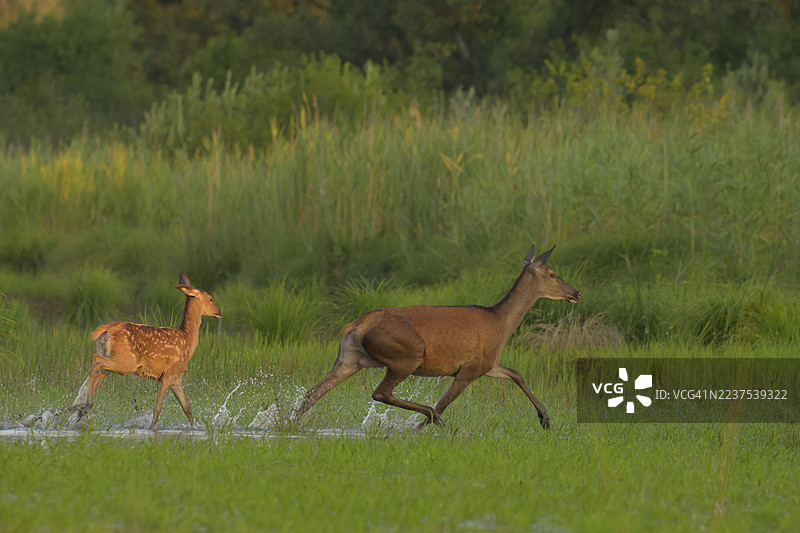 欧洲野牛（Cervus elaphus），幼崽，奔跑，水，河岸森林，下奥地利图片素材