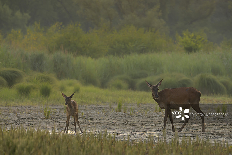 雌性马鹿（Cervus elaphus）及其幼崽，站立在下奥地利的河岸森林中。图片素材
