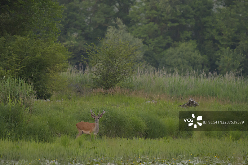 赤鹿（Cervus elaphus），站立，河岸森林，下奥地利图片素材