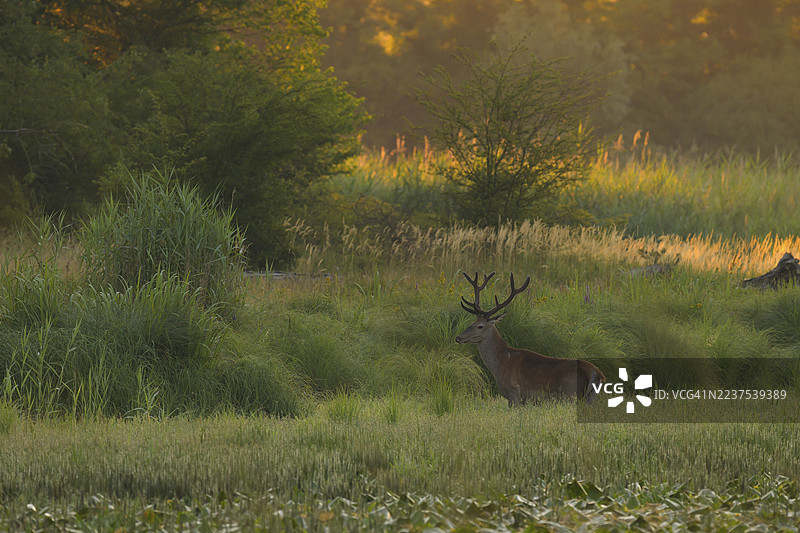 红鹿（Cervus elaphus），站立，晨景，河岸森林，下奥地利图片素材