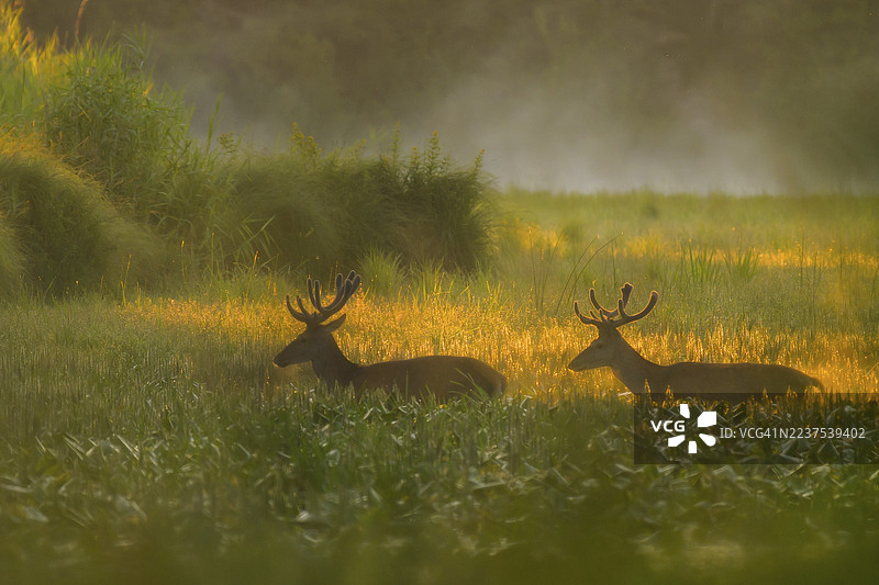 红鹿（Cervus elaphus），行走，晨间氛围，逆光，河岸森林，下奥地利图片素材