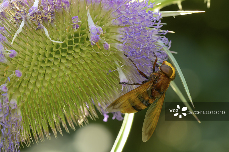黄蜂食蚜蝇（Volucella zonaria）、野海松、下奥地利图片素材
