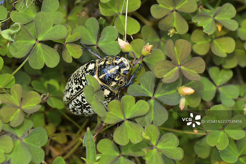 土耳其金龟子（Polyphylla fullo），下奥地利图片素材