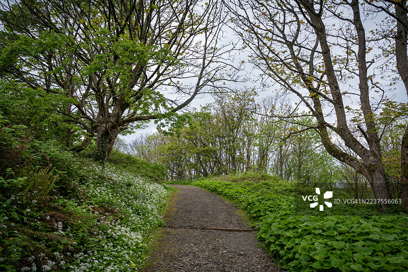 北爱尔兰，下坡庄园和穆森登神庙的秋季小径图片素材