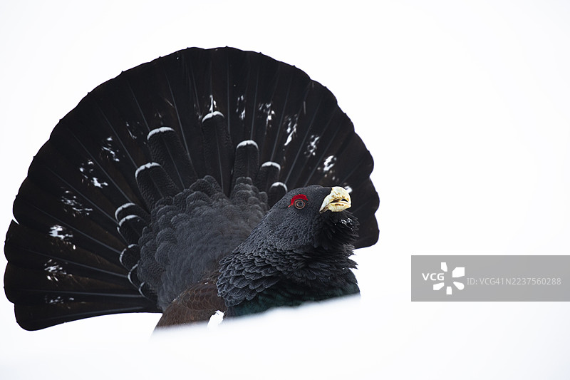 雪地里的松鸡展示尾羽图片素材