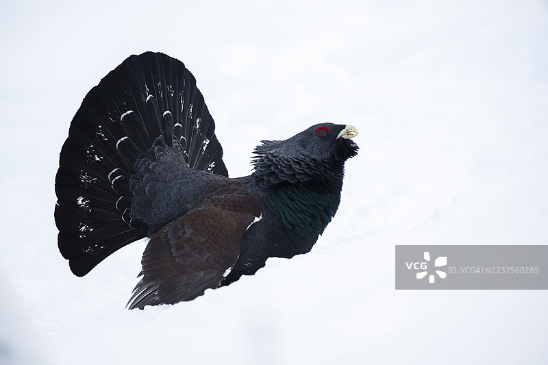 雪地里的雷鸟展示尾羽图片素材