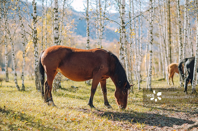 阳光明媚的秋季白桦林背景下，一匹棕色马在悠闲地吃草，周围环绕着金黄叶片的白桦树和柔和的阳光。图片素材