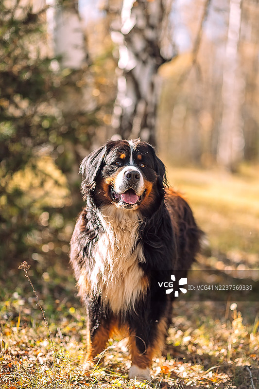 在秋季森林中站立的伯恩山犬。一只快乐的伯恩山犬站在覆盖着落叶的森林地面上，周围是白桦树和金色的秋日阳光。图片素材