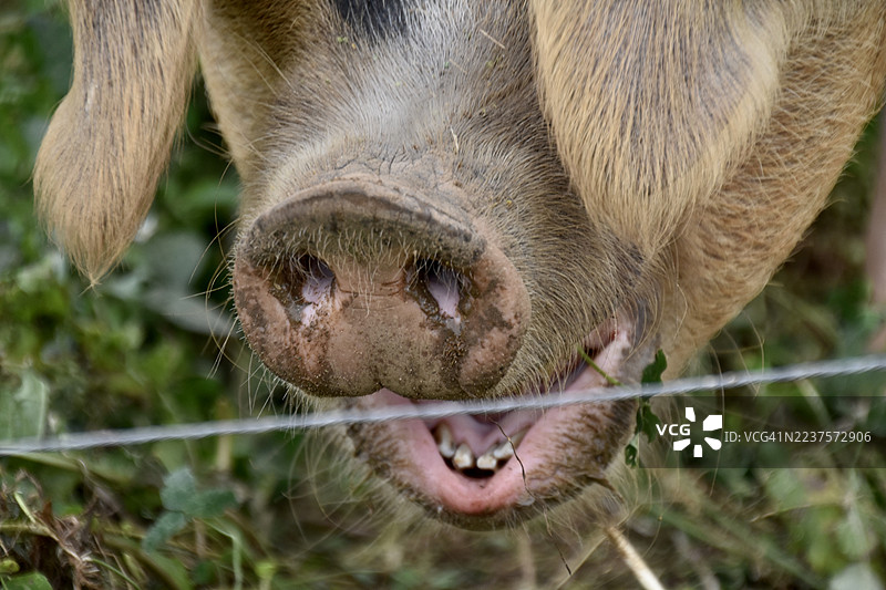 牙齿和口鼻部。图片素材