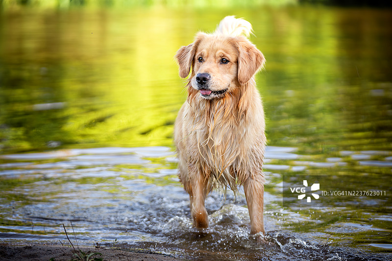一只顽皮的金毛寻回犬在水中嬉戏图片素材