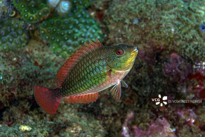 红带鹦嘴鱼图片素材