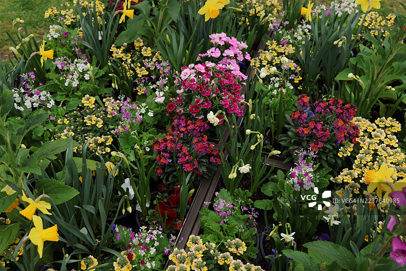 金属花箱里种着春季开花的植物，包括水仙、蓝花草、石竹和报春花。图片素材