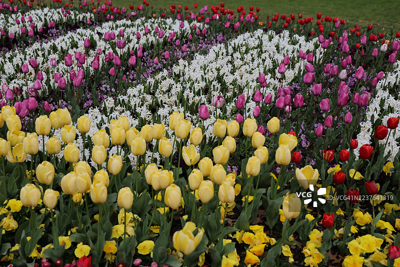 澳大利亚首都堪培拉Floriade花展上种植着风信子、郁金香和三色堇的花坛图片素材