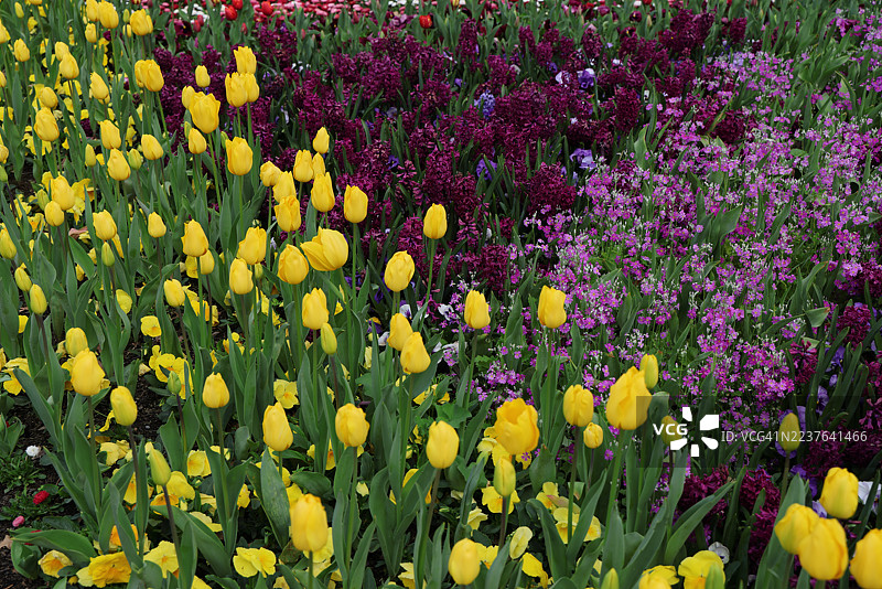 澳大利亚首都堪培拉Floriade花展上种植的风信子、郁金香、报春花（Primula malacoides）和三色堇的花坛图片素材
