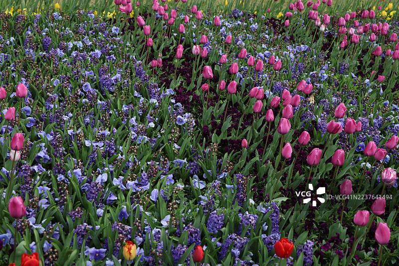 澳大利亚首都堪培拉Floriade花展上种植着风信子、郁金香和三色堇的花坛图片素材