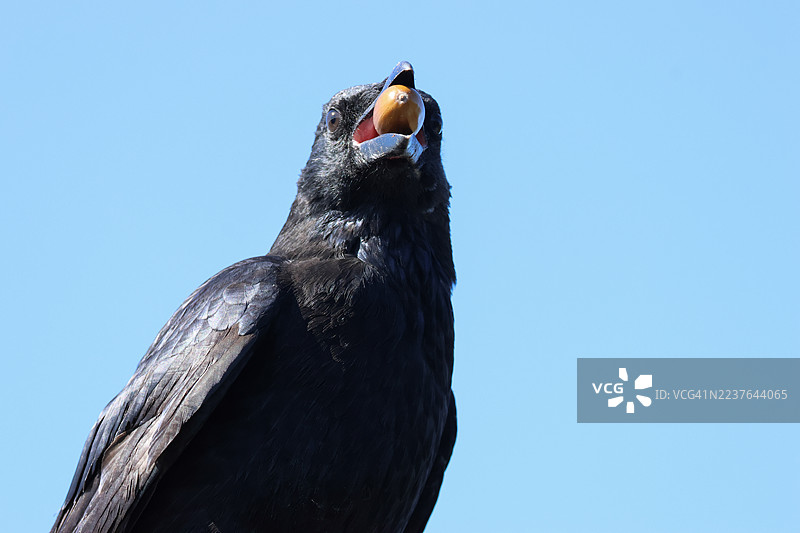 一只嘴里叼着橡果的尸鸮（Corvus corone）特写。图片素材