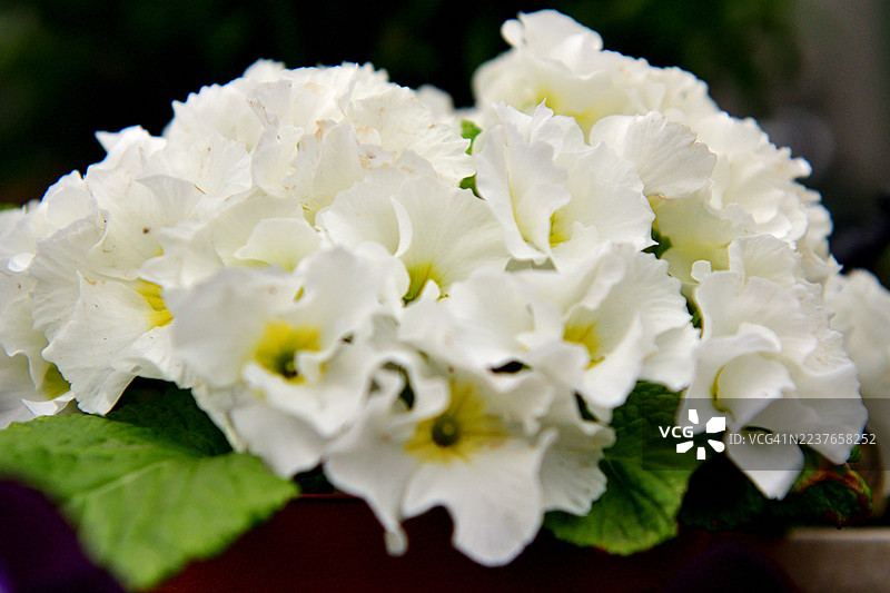 朱莉安报春花/报春花：明亮而多彩的花朵，由报春花多花种和朱莉亚报春花交叉引入图片素材