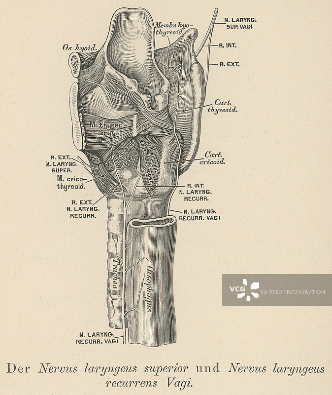 古老的食管上喉神经雕版插画，是迷走神经的分支图片素材