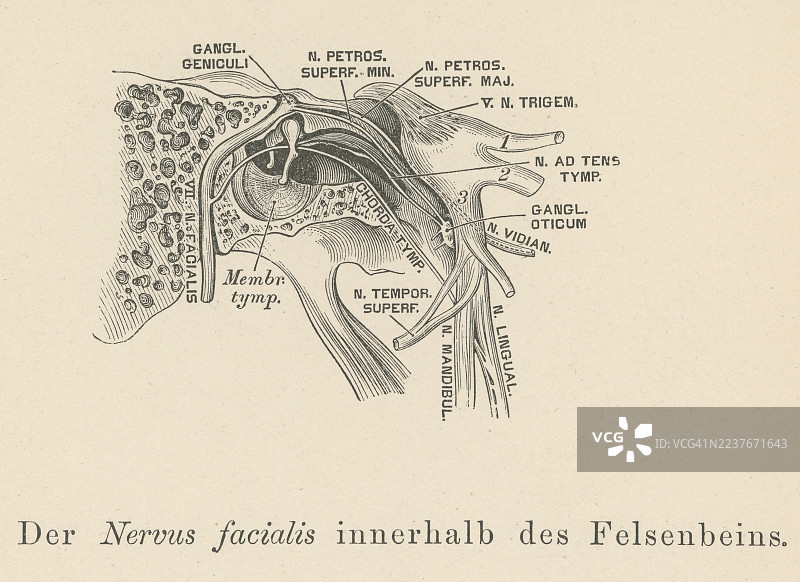 老式雕版插画，描绘了面神经，即第七对脑神经的解剖结构。图片素材