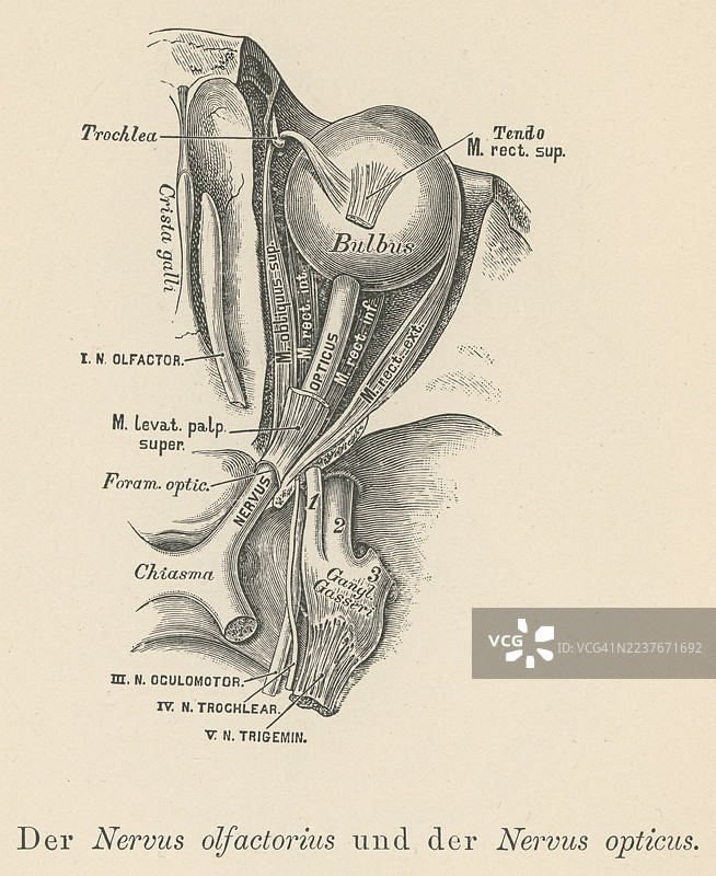 视神经（一条包含超过一百万条神经纤维，将视觉信息从视网膜传递至大脑的神经束）和嗅神经（一条包含与嗅觉相关的感觉神经纤维的颅神经）的旧雕刻插图图片素材