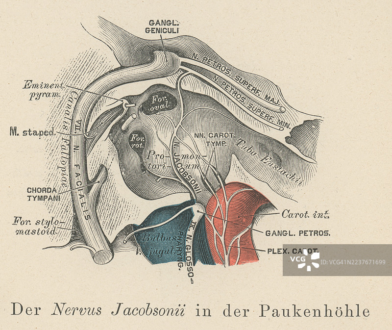 老式雕刻插图，描绘了人类的耳朵——鼓室神经（ Jacobson's nerve），它是舌咽神经的一个分支，穿过颞骨岩部到达中耳。图片素材