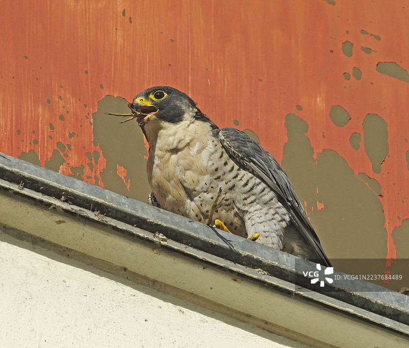 游隼 [Falco peregrinus]图片素材