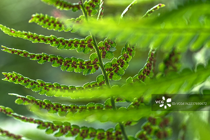 蕨类植物的叶片和孢子。图片素材