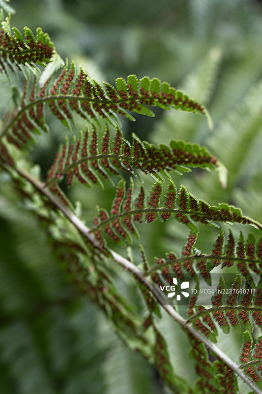 蕨类植物的孢子叶。图片素材