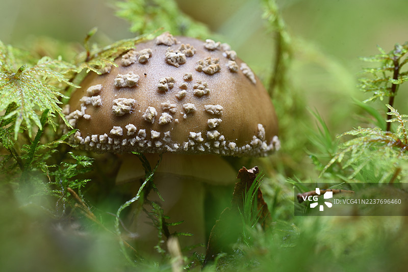 红顶伞菌图片素材