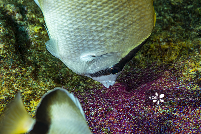 珊瑚礁蝴蝶鱼。图片素材