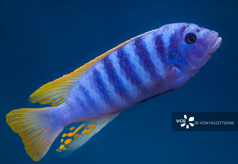 蓝黄慈鲷鱼图片素材