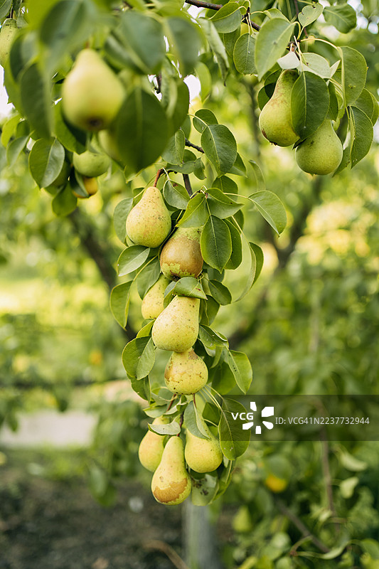 果园里树枝上长着的梨图片素材