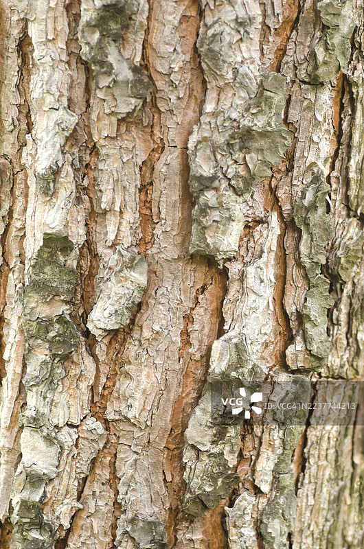 欧洲森林中树干纹理的特写图片素材